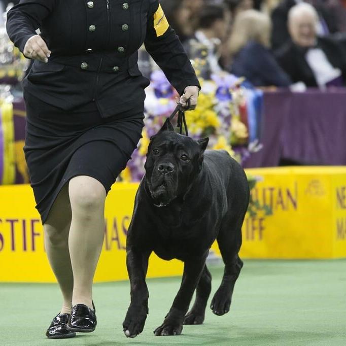 French bulldogs remain the most popular US breed in new rankings. Many fans aren't happy